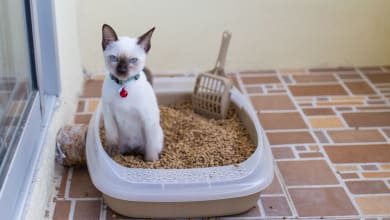 Наполнитель для кошачьего туалета: виды наполнителей