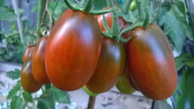 Какие сорта помидоров самые вкусные и урожайные?